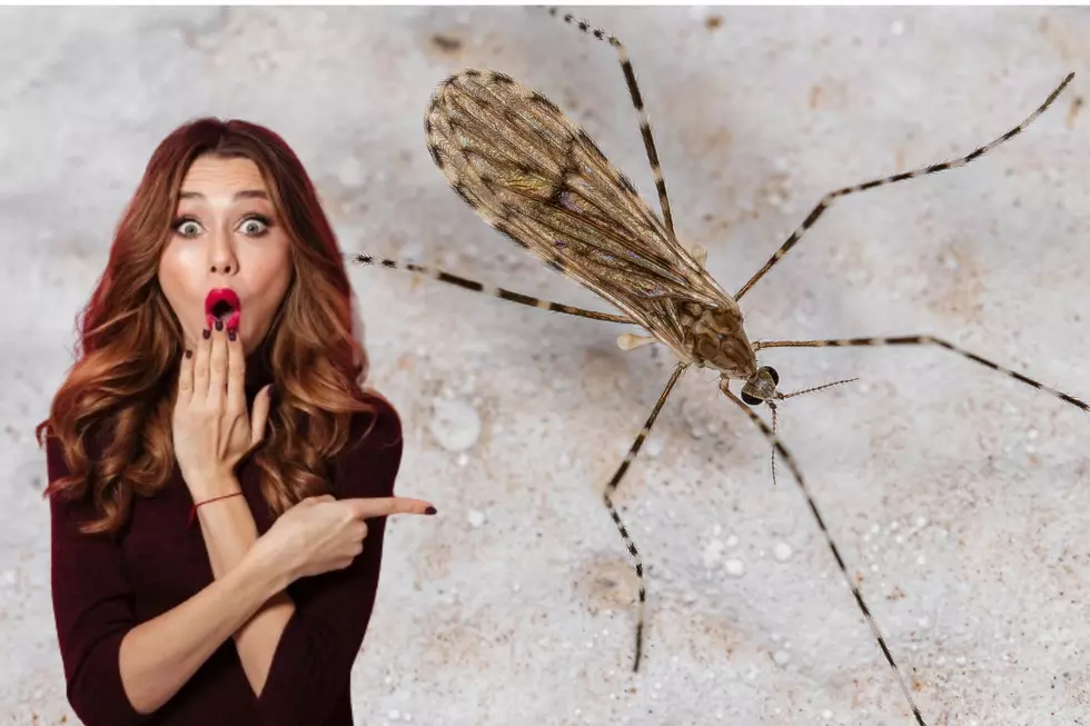 Has Iowa Been Overrun By Giant Mosquitoes!?