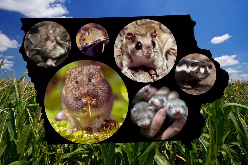 List: Iowa’s 7 Most Adorable & Endangered Mammals