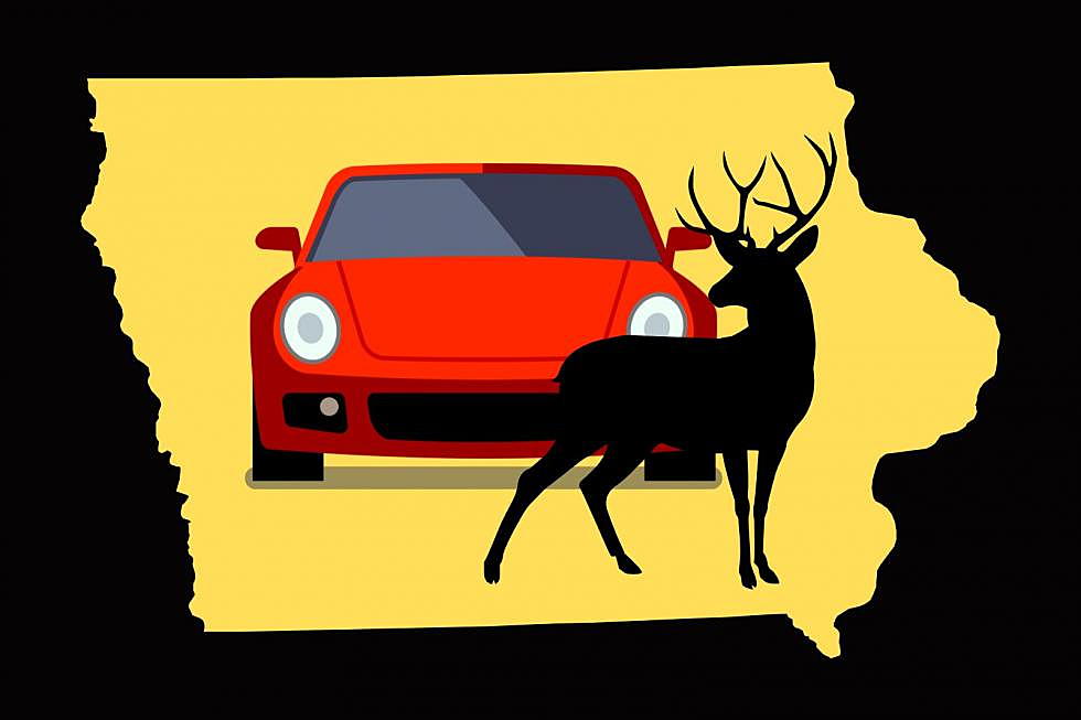 What to Do (and Not Do) If You Hit a Deer in Iowa