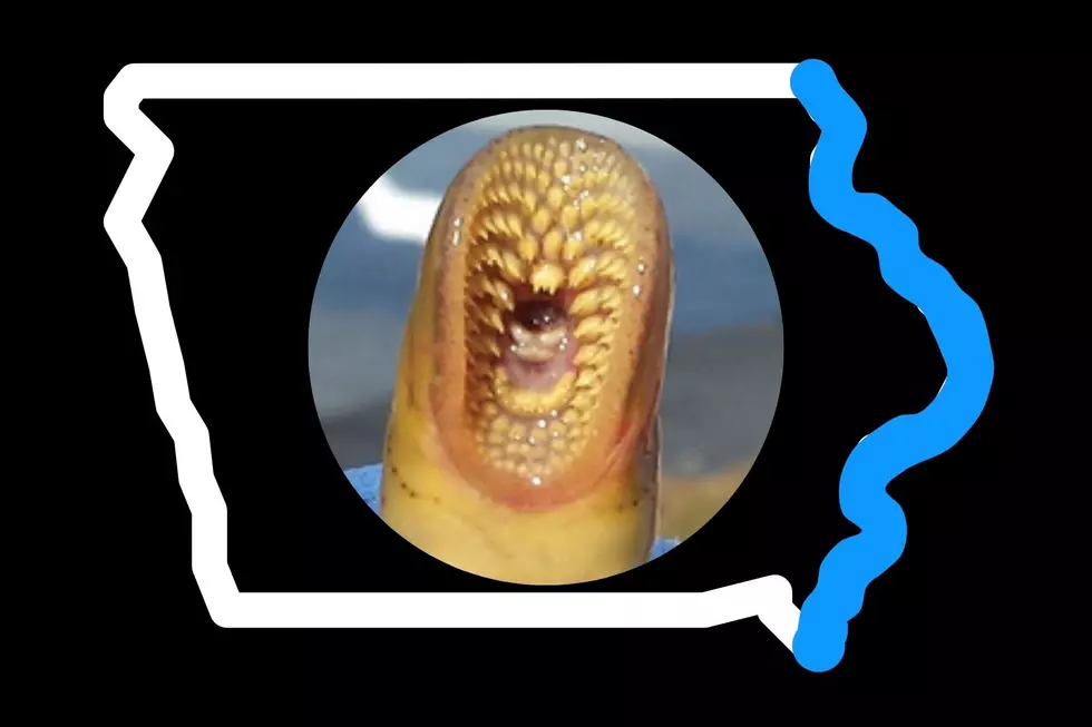 Iowa’s Living Fossil: a Bloodsucker that Calls the Mississippi River Home