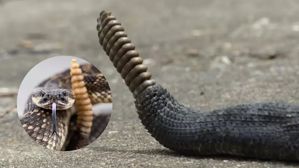 Iowa’s Most Venomous Snake is No Surprise